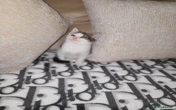 Mixed Breed cats for sale: 2 beautiful boy kittens - Image 3