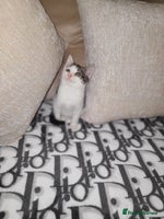 Mixed Breed cats - Advert 6