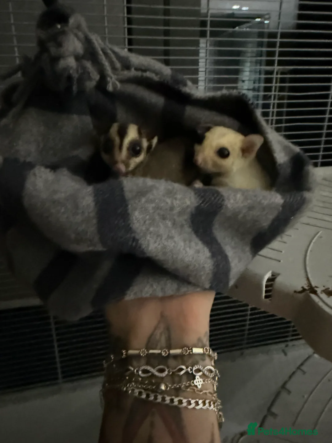Sugar Glider rodents for sale: A wonderful pair of Sugar Gliders in Greenford - Advert 2
