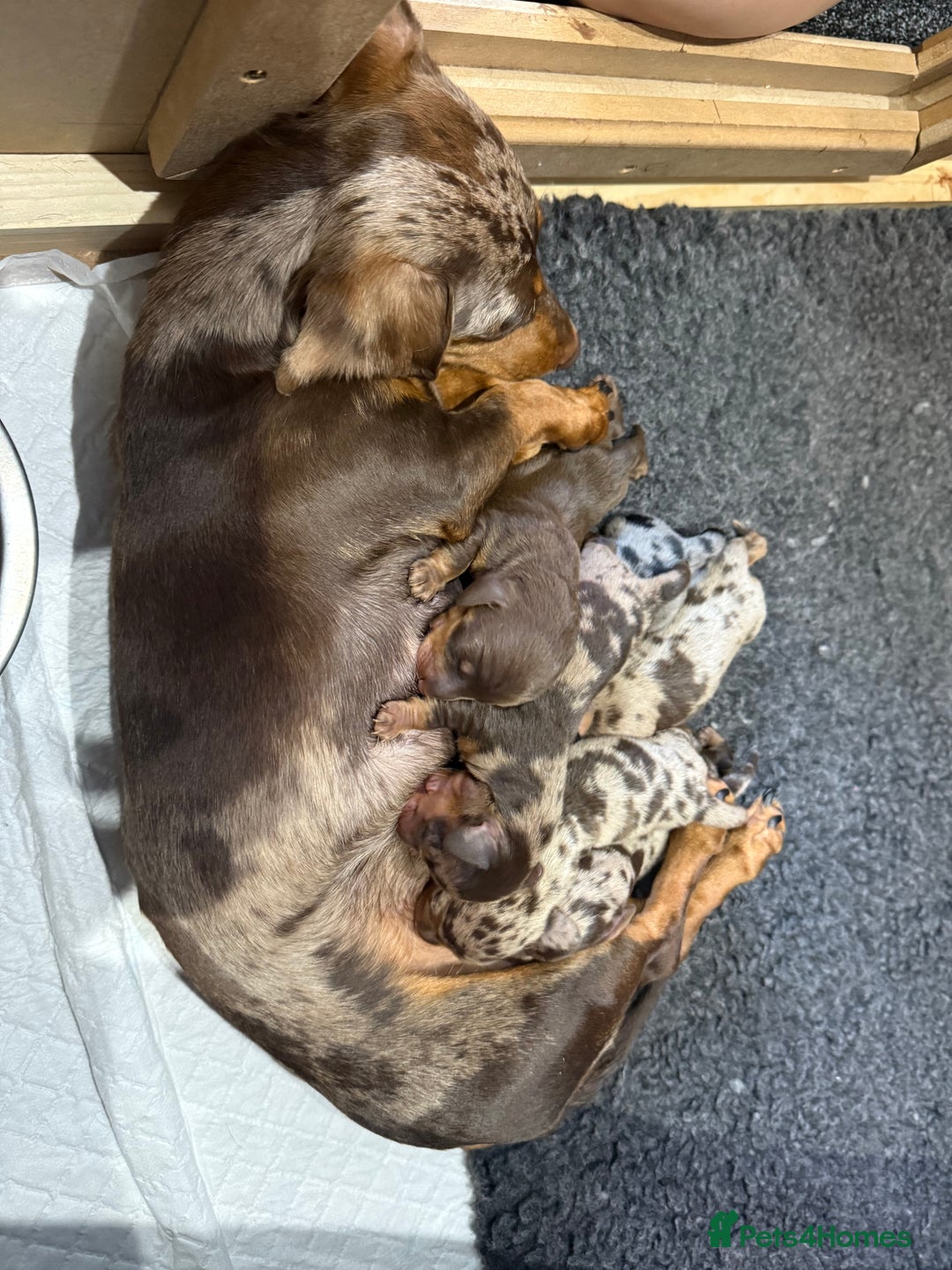 Miniature Dachshund dogs for sale: Miniature Dachshund puppies KC Reg Health tested - Image 7