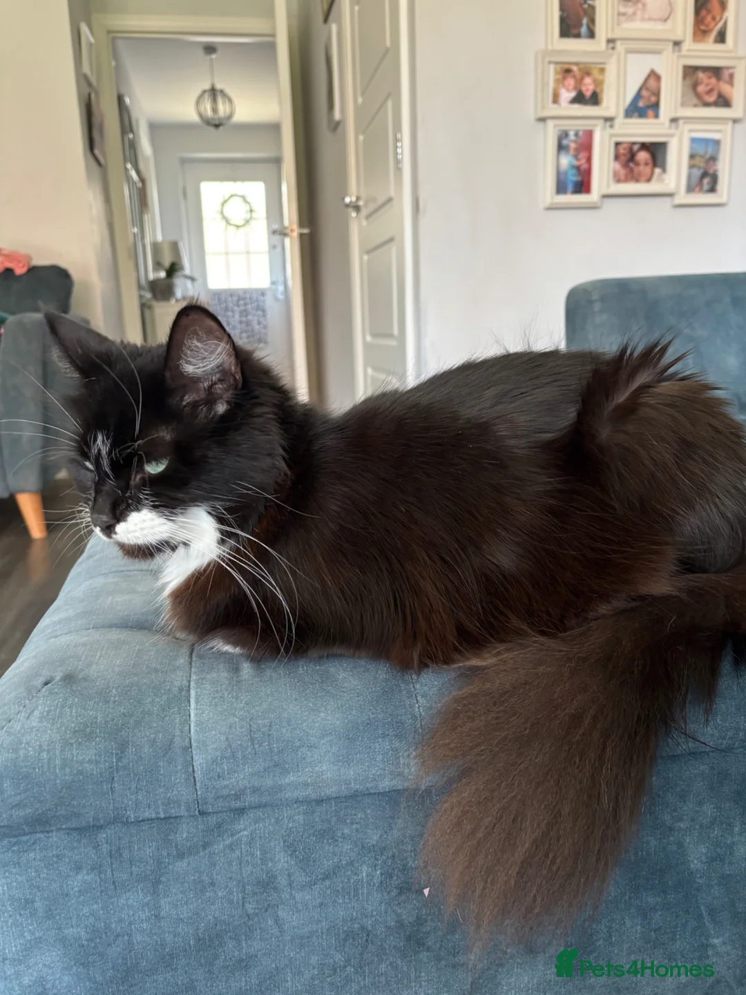 Mixed Breed cats for sale: Gorgeous fluffy kittens - only 2 left - Advert 2