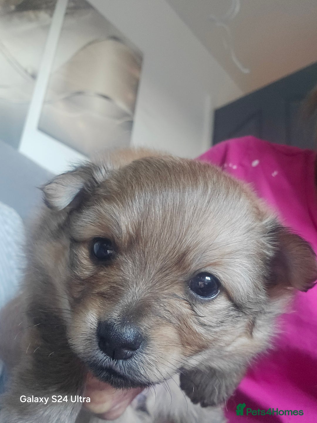 Mixed Breed dogs for sale: Pomspitz puppies  - Advert 11