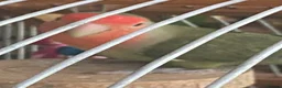 Lovebirds birds for sale: Love birds pair  in Wigan - Advert 6