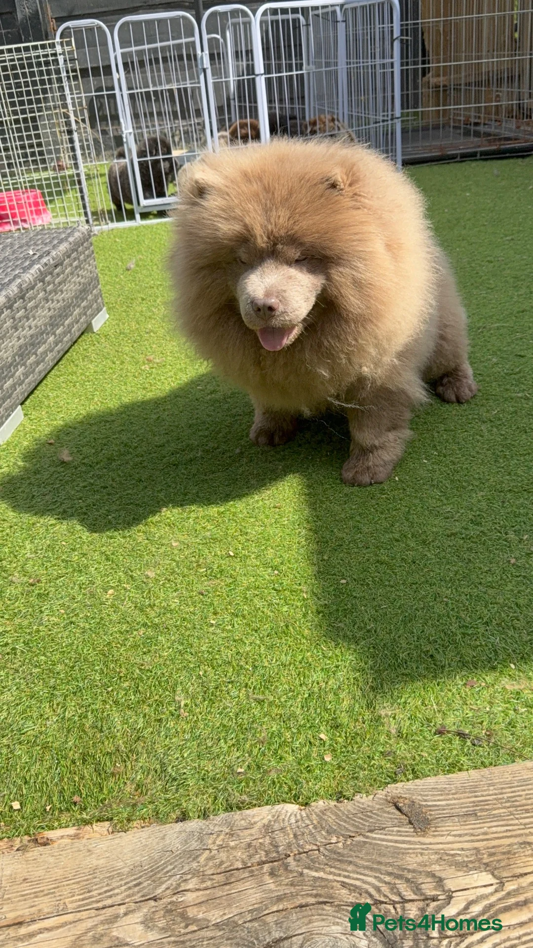 Chow Chow dogs for sale: Lilac chow lilly - Advert 2