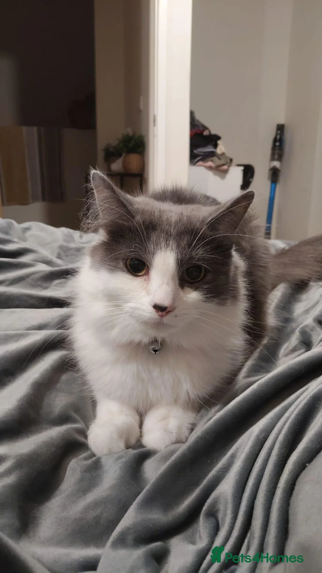 Domestic Shorthair cats for sale: 3 year old female  - Advert 6