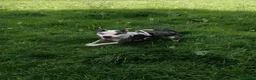 Mixed Breed dogs for adoption: ‼️ URGENT FOSTER NEEDED: LINA in Burton-on-Trent - Advert 20