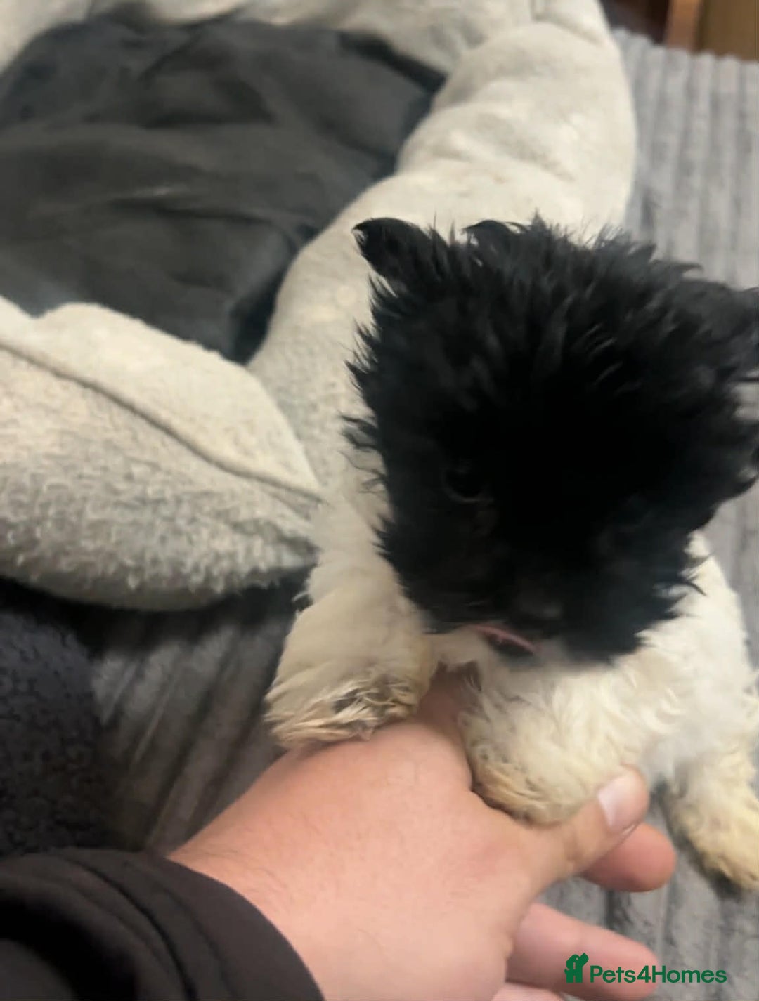 Biewer Terrier dogs for sale: Beautiful biewer terrier puppies for sale - Advert 5