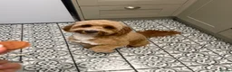 Cockapoo dogs for sale: Paddy  - Advert 6