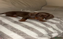 Dachshund dogs for sale: Mini long and smooth hair dachshund puppies  - Image 25