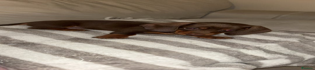 Dachshund Puppy 6