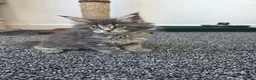 Maine Coon cats for sale: Maine coon pedigree kittens  - Advert 22