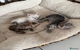 Bengal cats for sale: Beautiful boy remaining ready to go  - Image 7