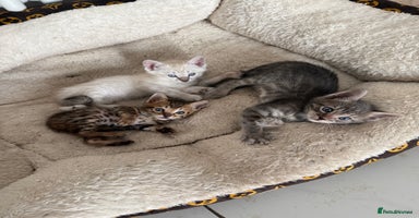 Bengal cats - Advert 7