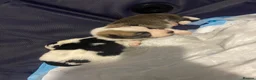 Border Collie dogs for stud: Sunny  - Advert 3