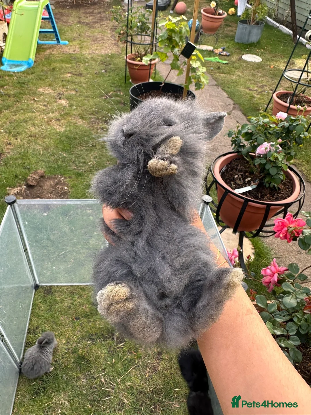 Lionhead rabbits for sale: 5 baby bunnies.  - Advert 2