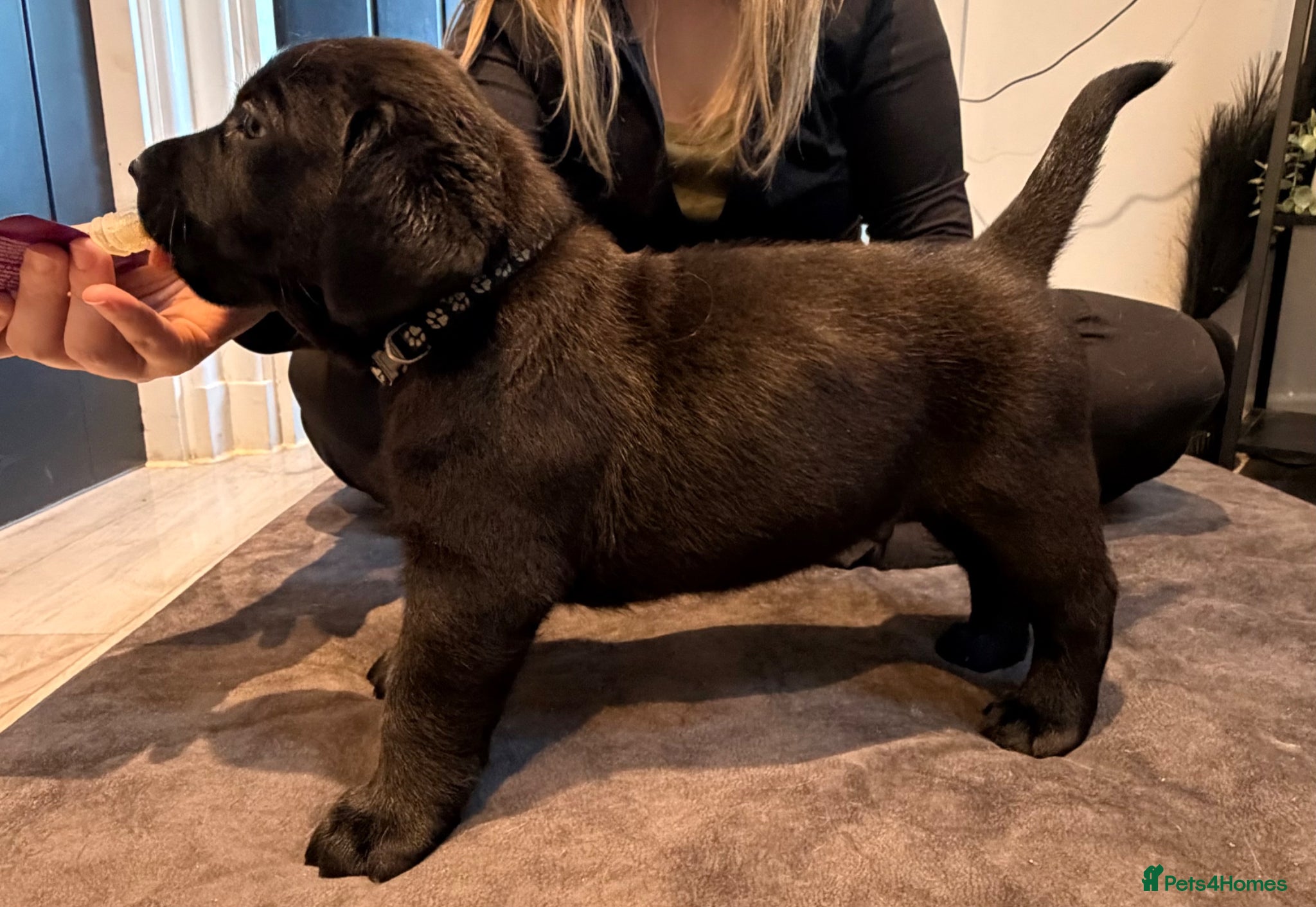 Labrador Retriever dogs KC registered male Labrador puppies for sale  - Advert 15