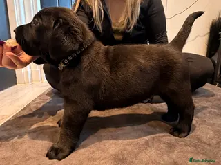 Labrador Retriever dogs KC registered male Labrador puppies for sale - Advert 15