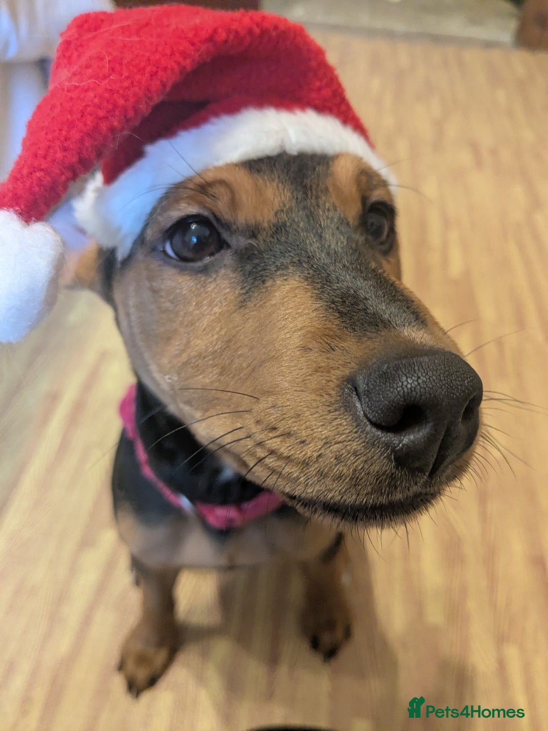 Patterjack dogs for sale: Rio ( terrier mix)  - Advert 5