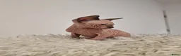 Sphynx cats for sale: Full pedigree sphynx kittens  - Advert 25