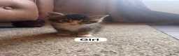 Maine Coon cats for sale: Maine Coon Cross Kittens in Turriff - Advert 4