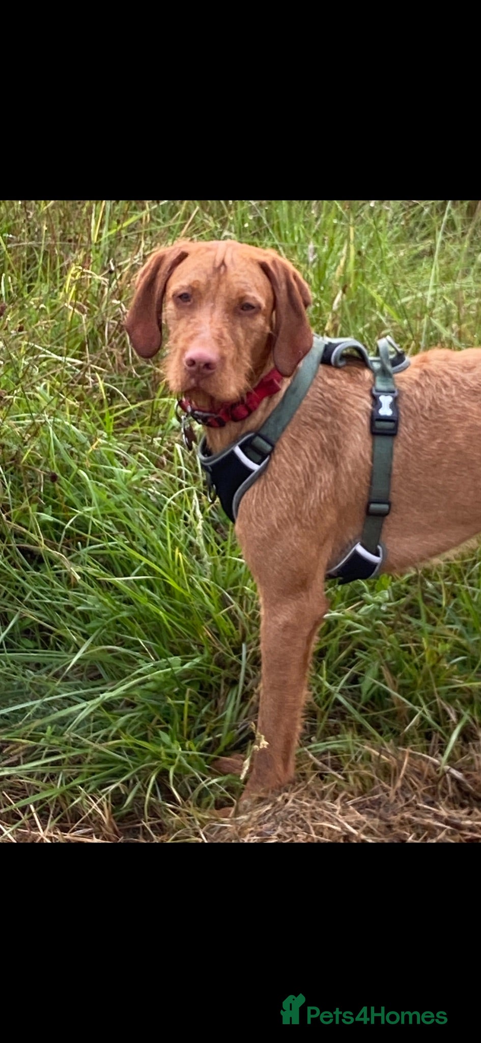 Hungarian Vizsla dogs Hungarian wire haired vizsla - Advert 3