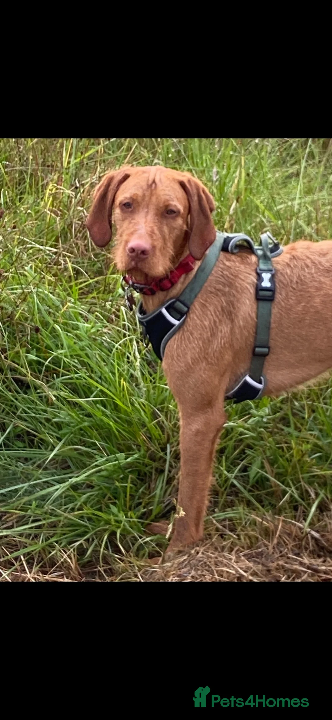 Hungarian Vizsla dogs for sale: Hungarian wire haired vizsla - Advert 1