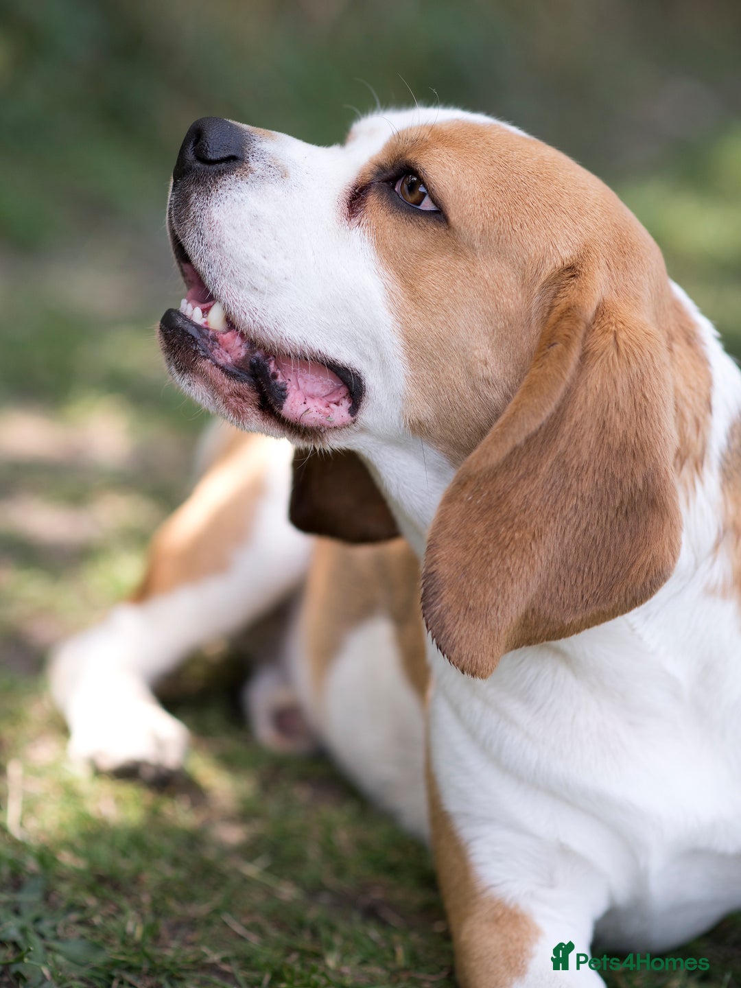 Beagle dogs for stud: Full Pedigree beagle for Stud! - Image 12