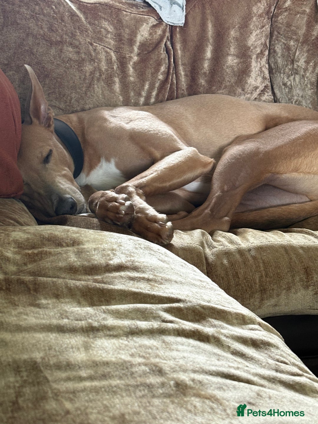 Mixed Breed dogs for sale: Rehoming 8 year old lurcher x greyhound - Advert 2