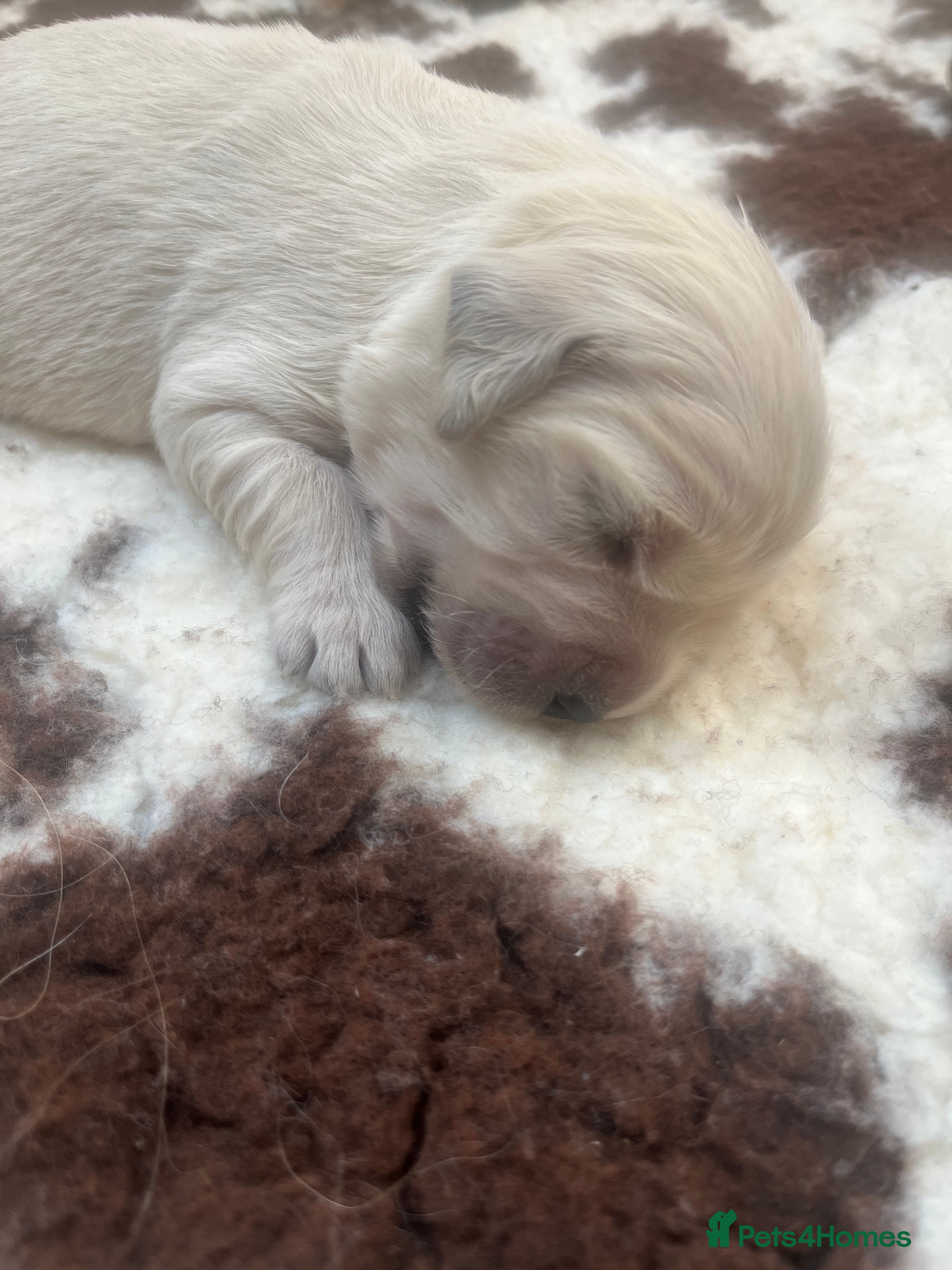 Golden Retriever dogs Gorgeous litter of Goldens - Advert 2