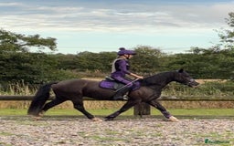 Welsh Section D horses for sale: Stunning Welsh Section D - Image 2