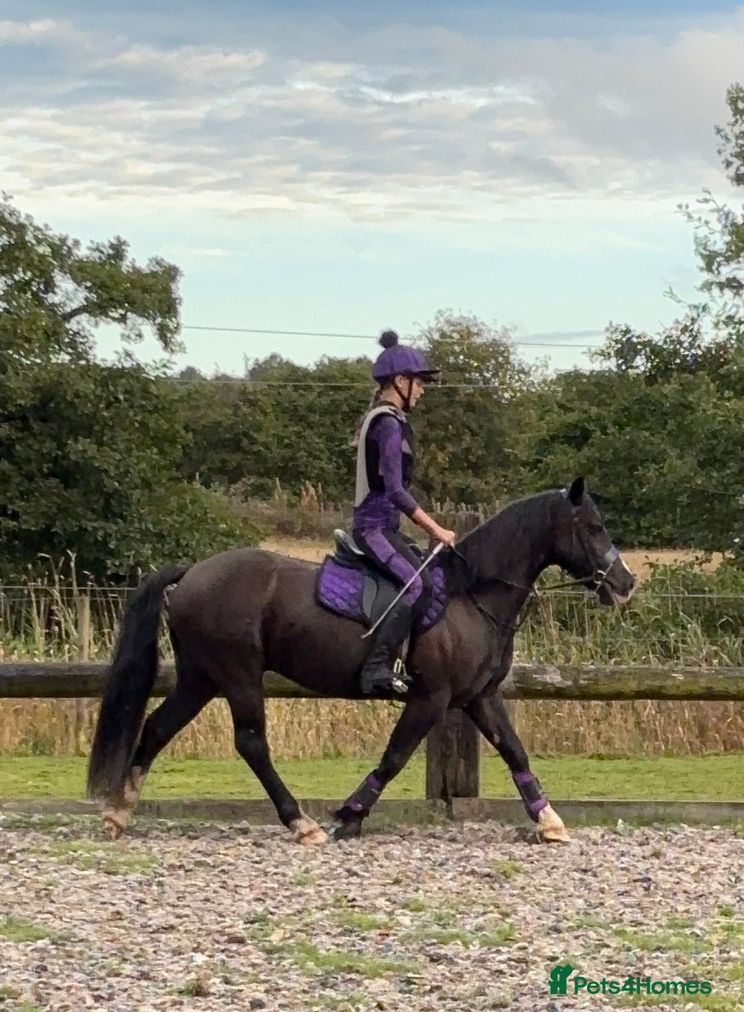 Welsh Section D horses for sale: Stunning Welsh Section D - Image 2