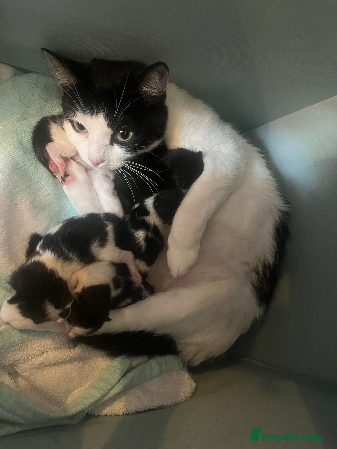 British Shorthair cats for sale: Black and white kittens! - Image 1
