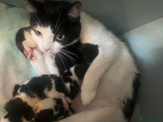 British Shorthair cats - Advert 5