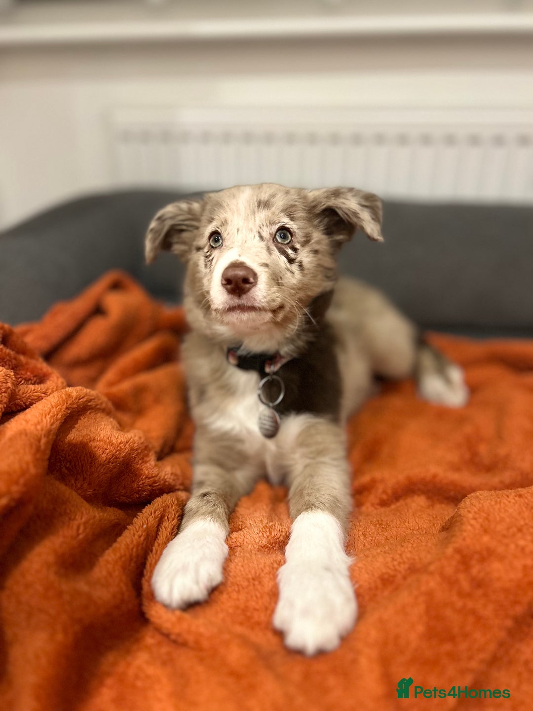 Border Collie dogs for sale: 10 week old Border collie  - Advert 3