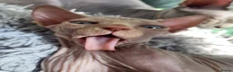 Sphynx cats for sale: Little sweet sphynx boys ready for new home 🐾 - Advert 36