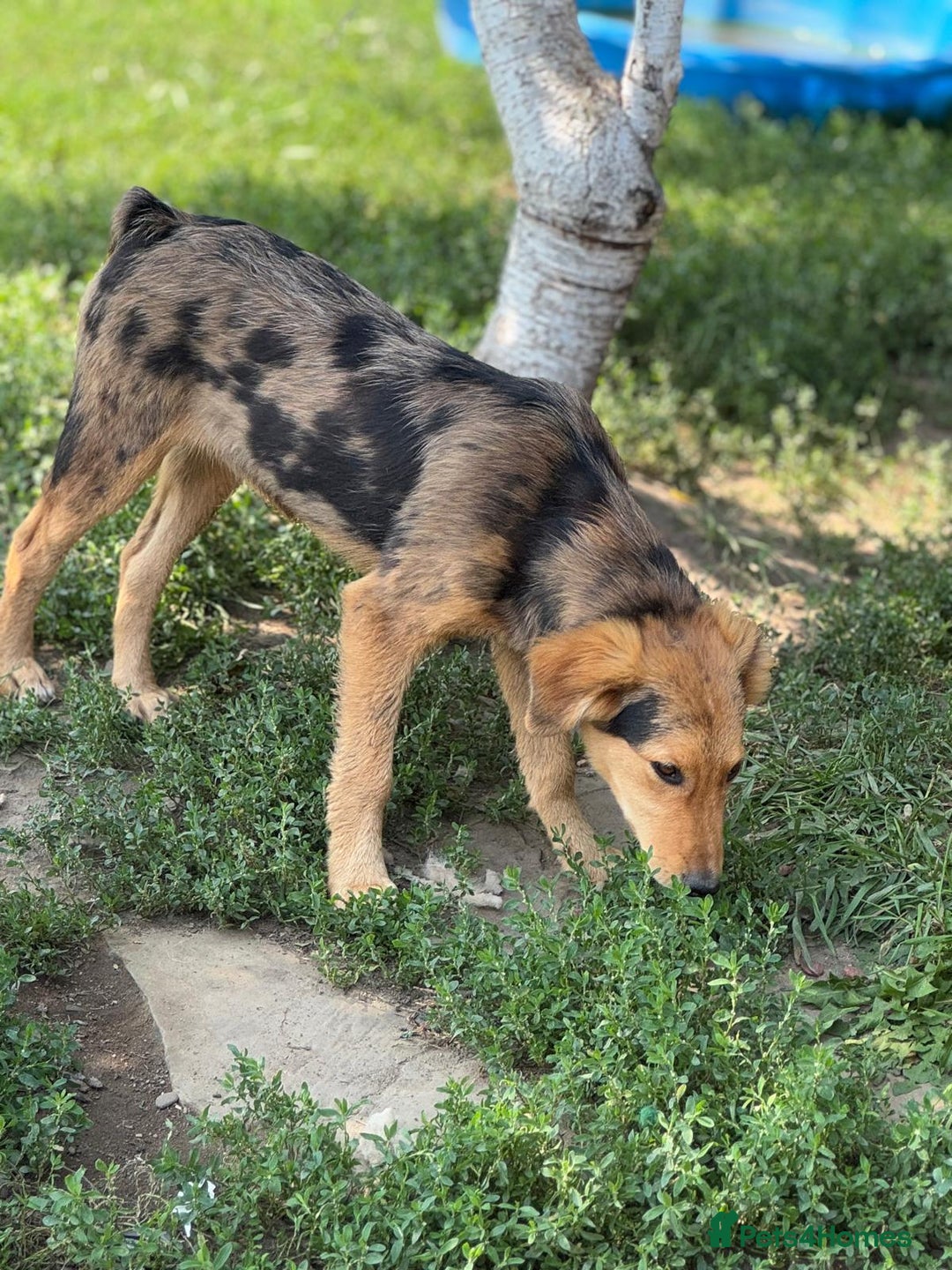 Mixed Breed dogs for adoption: JASPER - a Superb Puppy Boy, for a Loving Home - Image 8