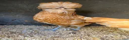Chickens poultry for sale: Chamois polish pullets, Lavender pekin batams   - Advert 1