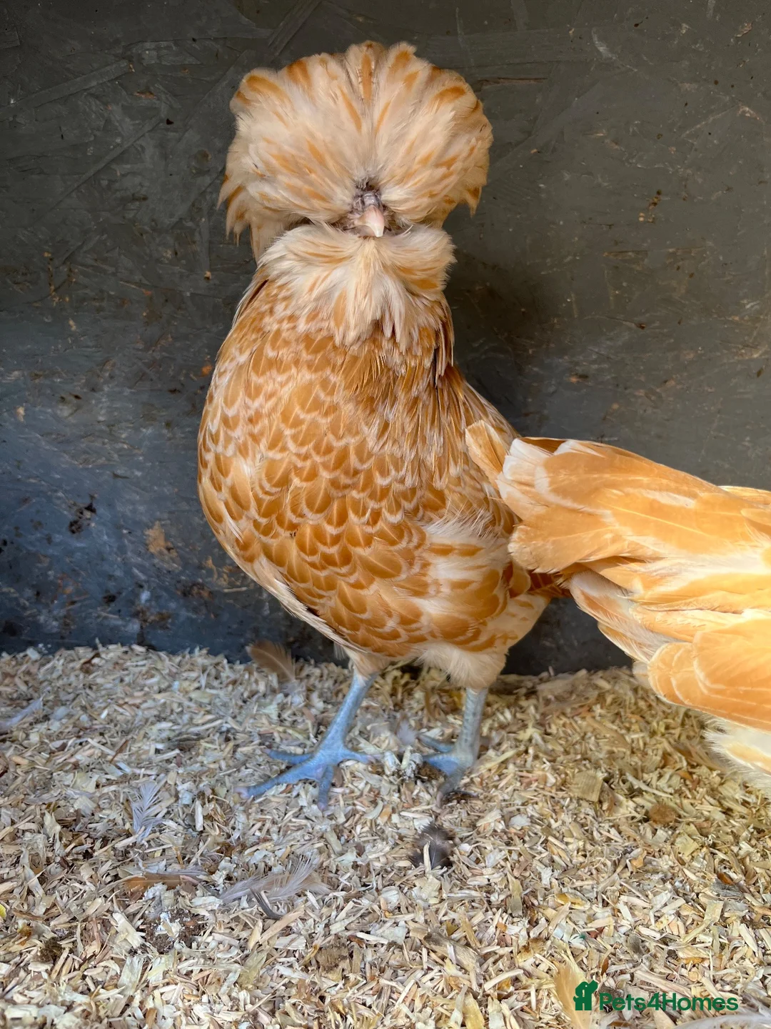 Chickens poultry for sale: Chamois polish pullets, Lavender pekin batams   - Advert 1