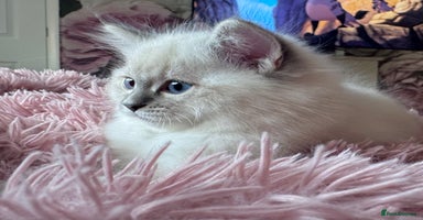 Ragdoll cats - Advert 1