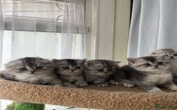 Scottish Fold cats for sale: Adorable Scottish Fold Kittens  - Image 12
