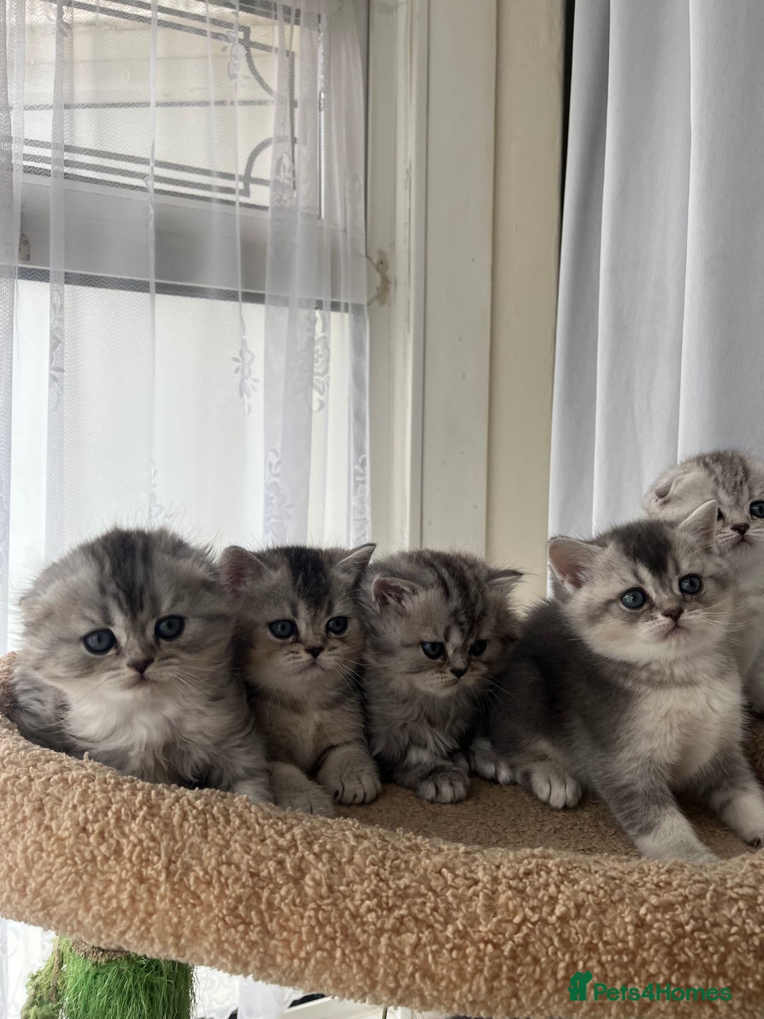 Scottish Fold cats for sale: Adorable Scottish Fold Kittens  - Image 12