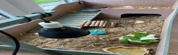 Hermann Tortoise reptiles for sale: Hermann tortoise in Sale - Advert 10