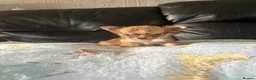 Chihuahua dogs for sale: Long haired chihuahua puppies  - Advert 3
