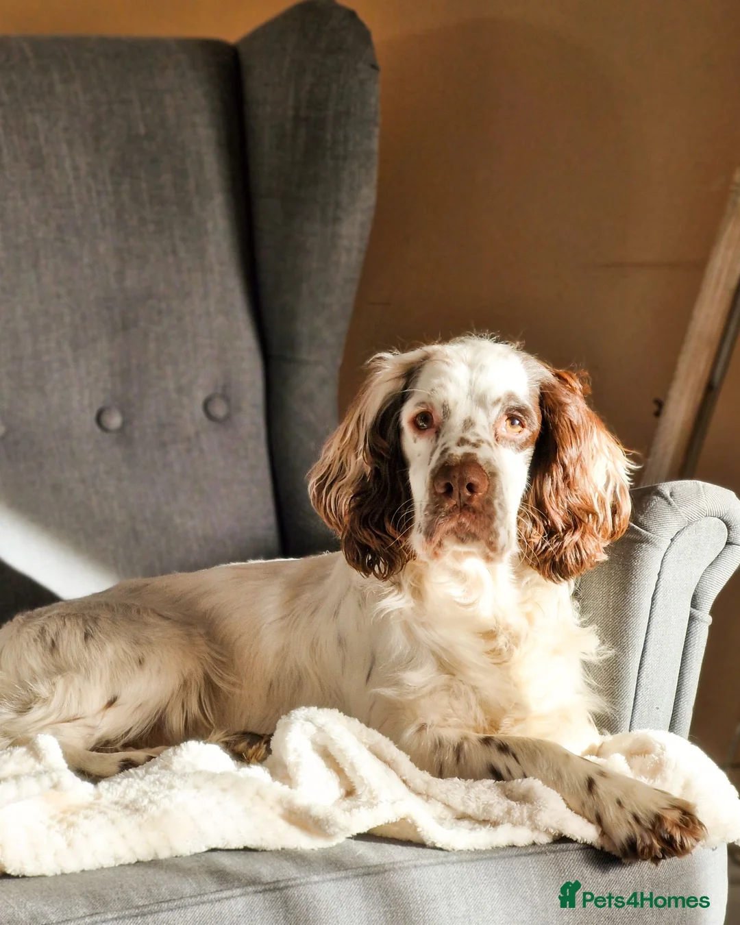 Cocker Spaniel dogs for stud: Dexter- Chocolate Roan Cocker Spaniel  in Dudley - Advert 1