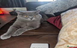 British Shorthair cats for sale: British shorthair  - Image 11