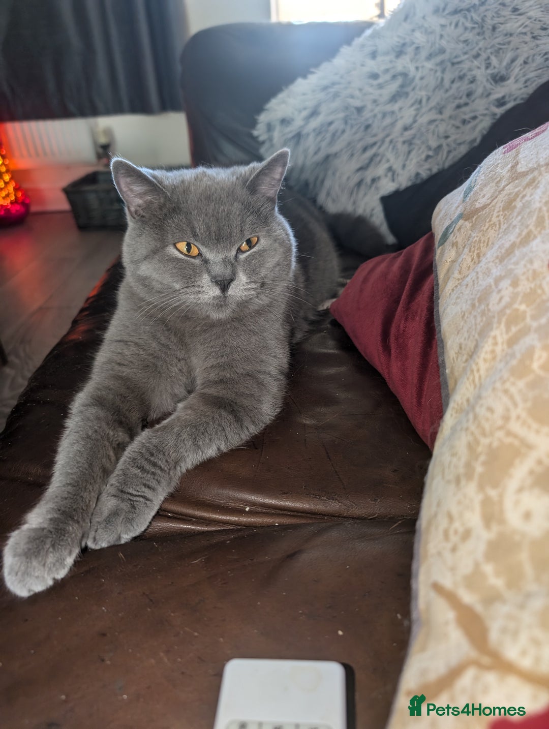 British Shorthair cats for sale: British shorthair  - Image 11