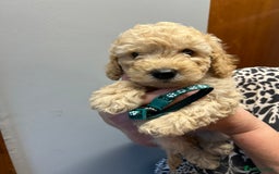Miniature Poodle dogs for sale: Miniature poodles  - Image 9