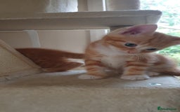 Domestic Shorthair cats for sale: Ginger kittens  - Image 12
