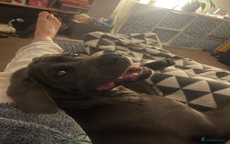 Cane Corso dogs for sale: Dior 11 month old Cane Corso  - Image 3