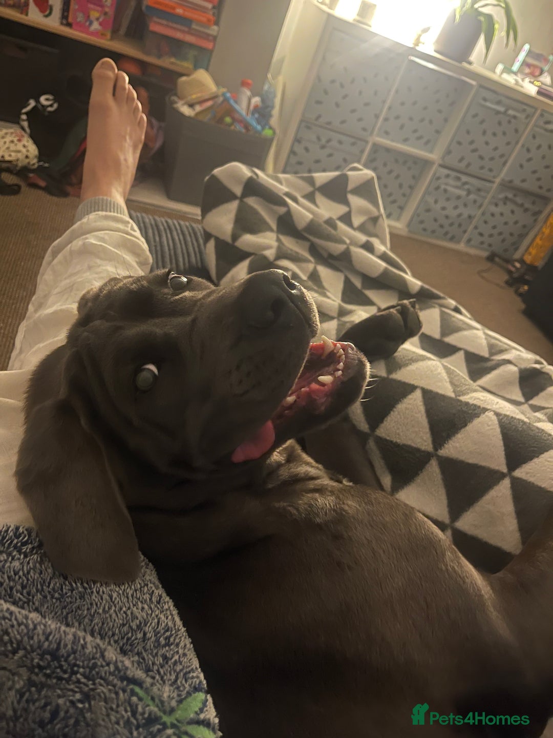 Cane Corso dogs for sale: Dior 11 month old Cane Corso  - Image 3